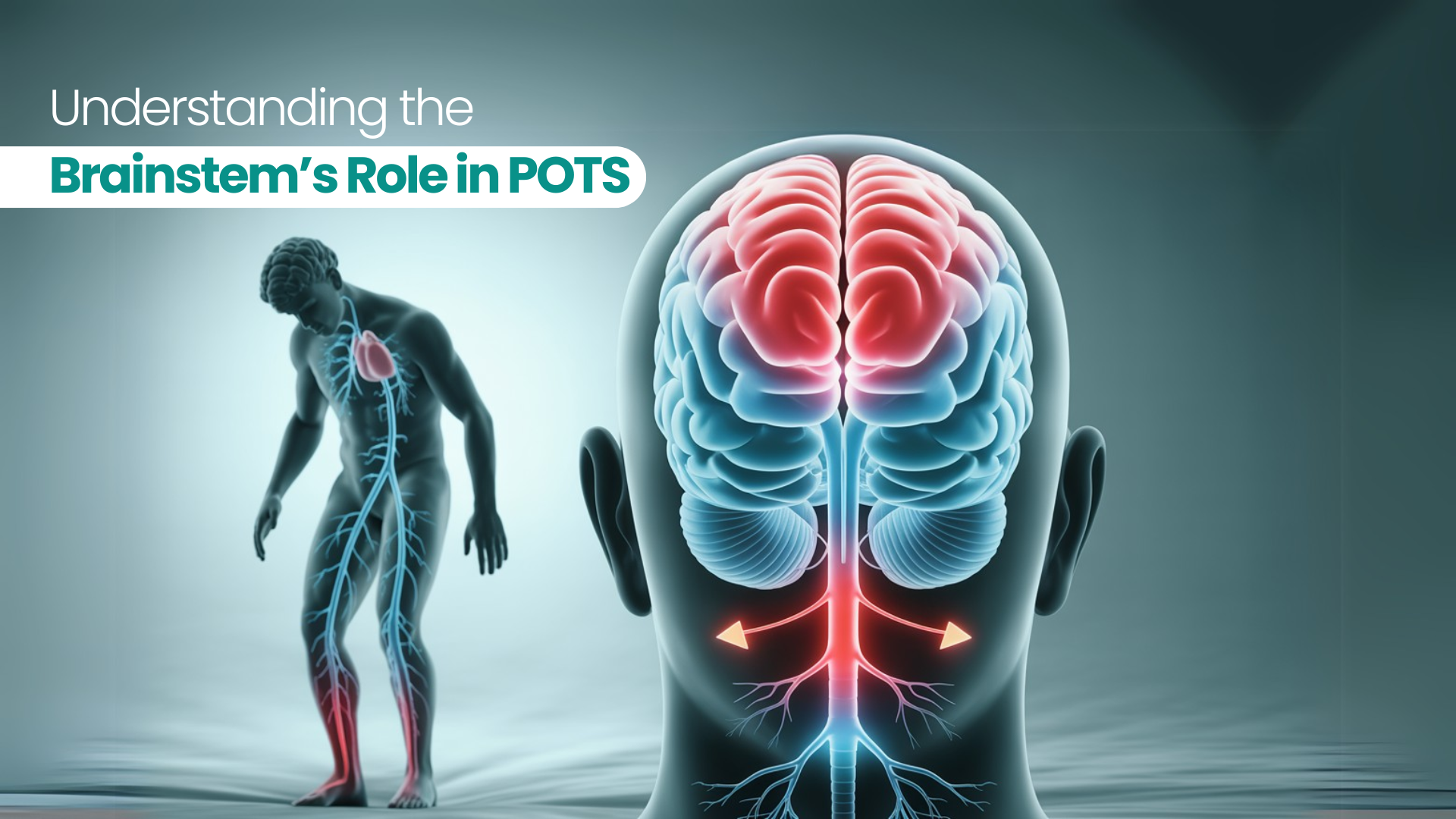 Understanding the Brainstem’s Role in POTS