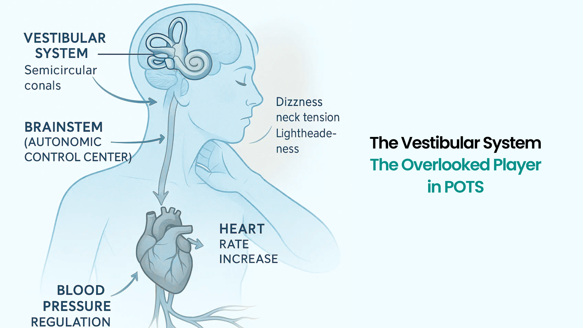 The Vestibular System: The Overlooked Player in POTS